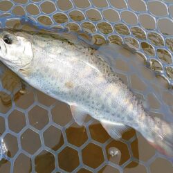 バンバン当たるわけではない ～岡崎トラウトポンド～